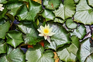 foglie, fiore, verde, acqua, ninfea, petali, giallo, bianco