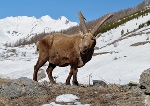 corna, neve, stambecco, animale, montagna, montagne
