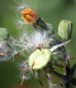 verde, semi, fiori, giallo, fiore, bocciolo, sfocato, tarassaco, bianco, macro, pianta, boccioli, natura, leggerezza, arancione, piumini