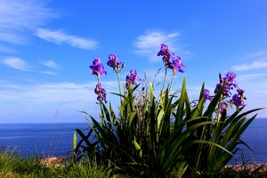 cielo, mare, fiori, nuvole, verde, foglie, viola, azzurro, iris, erba, piante, petali, flora, blu