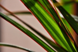 foglie, verde, pianta, sfocato, rosso, piante, natura, macro