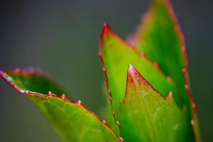 verde, foglie, rosso, pianta, foglia, macro, sfocato