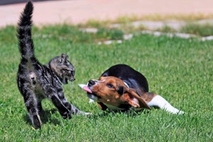 gatto, cane, prato, coda, erba, lingua, verde, animali, zampe, orecchie, nero, paura, marrone, gioco, due