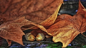 foglie, ghiande, autunno, due, marrone, secche, macro, legno, frutti