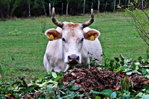 corna, foglie, orecchie, mucca, prato, muso, verde, bovino, erba, animali, alberi, animale, vacca, marchiatura, bianco, narici, occhi, giallo, rami