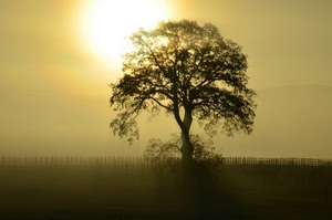 albero, controluce, nebbia, giallo, sole, tramonto, rami, foschia