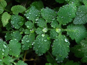 foglie, gocce, acqua, verde, rugiada, macro, pioggia