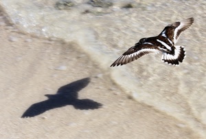 ombra, uccello, mare, volo, ali, acqua, piume, rapace, onda