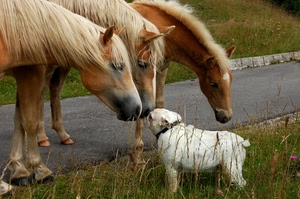 cavalli, cane, strada, erba, animali, bianco, tre, musi, zampe, criniere, occhi, orecchie, criniera, prato, incontro
