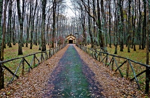 foglie, alberi, staccionata, autunno, viale, bosco, casa, strada, verde, prospettiva, chiesa, tronchi