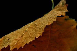 autunno, foglia, nero, venature, nervature, gialla, marrone, natura, macro, picciolo, giallo, secca, sfocato, piegata