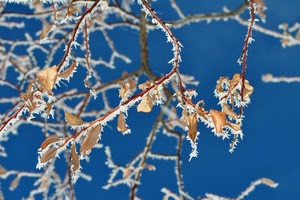 foglie, rami, brina, cielo, inverno, azzurro, marrone, blu, albero