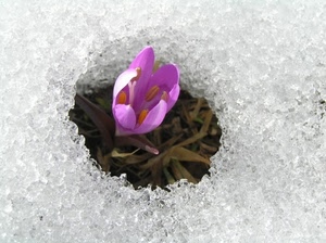fiore, ghiaccio, petali, viola, neve, rosa, primavera, pistilli