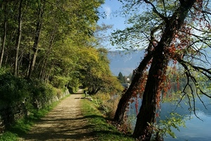 alberi, lago, sentiero, verde, acqua, panchina, rami, cielo, bosco, erba, tronchi, foglie, strada, azzurro, lungolago, muretto, fiume, sterrata, ombre, montagne