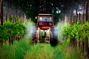 trattore, erba, ruote, verde, vigneto, campagna, vigna, alberi, pali, filari, piante, agricoltura, viti, spruzzi, rosso, contadino, insetticida