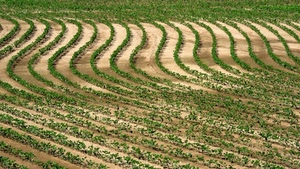 verde, campo, curve, piante, linee, agricoltura, piantine, terra, onde, solchi, filari, campagna, coltivazione, terreno