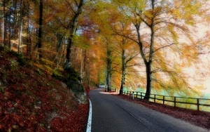 strada, foglie, autunno, alberi, staccionata, giallo, asfalto, rosso, rami, verde, bosco, cielo, acqua, ombra, linea, striscia, lago