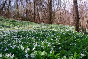 fiori, verde, primavera, prato, alberi, bosco, bianco, natura