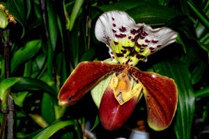 verde, foglie, fiore, orchidea, petali, giallo, rosso, bianco, macro, fiori, corolla, marrone, macchie
