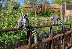 animali, coda, due, verde, staccionata, code, piante, lemuri, alberi