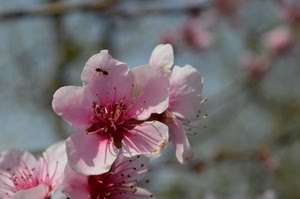 rosa, fiore, formica, pesco, fiori, insetto, primavera, petali, macro, stami